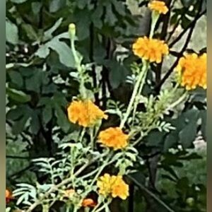 Seeds for 4ft Tall stemmed bright yellow Marigolds - Annual
